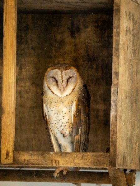 鳳凰谷鳥園2961131