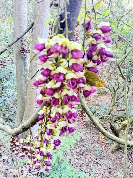 草尾嶺步道血藤花大爆開    2025.3.272748145