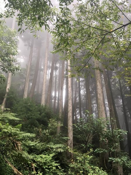 觀霧檜山巨木森林步道171758