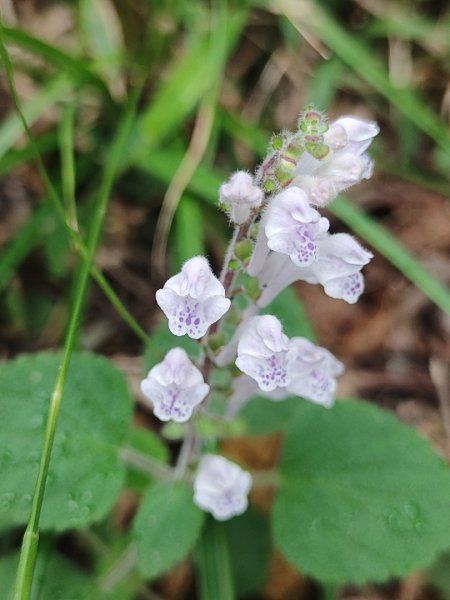 新店到貓空10K（台北天際線1部份路段）2993618