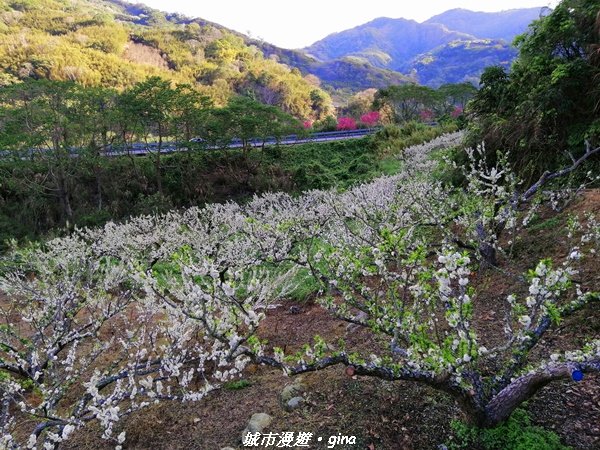 手腳並用之虎山行。 水雲三星~虎山步道1300658