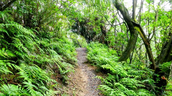石笋古道,焿子寮古道,松子嶺古道2798326