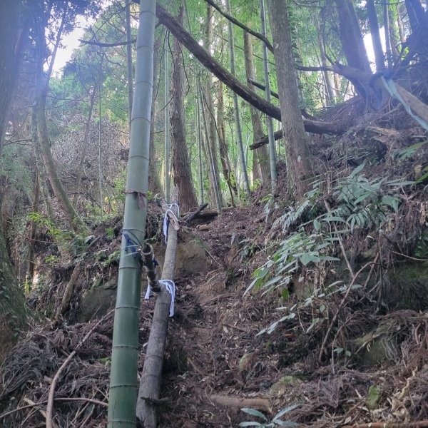 金柑樹山、忘憂森林、嶺頭山（小百岳）2343814