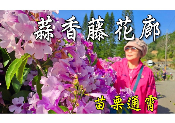 蒜香藤花廊~苗栗通霄 健行好去處