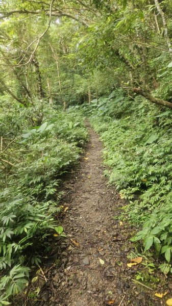 20250730烏來三山下紅河谷2848731