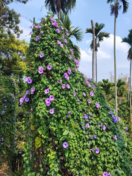 藤山步道-(彰化)臺灣百大必訪步道2471106