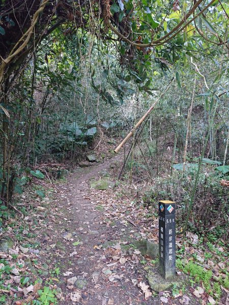 橫嶺山木馬古道+橫嶺山、沙蓮山2026769