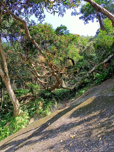 象獅豹虎-四獸山探秘之象山秘境（2-1 捷運象山站→無極瑤池宮）2065533