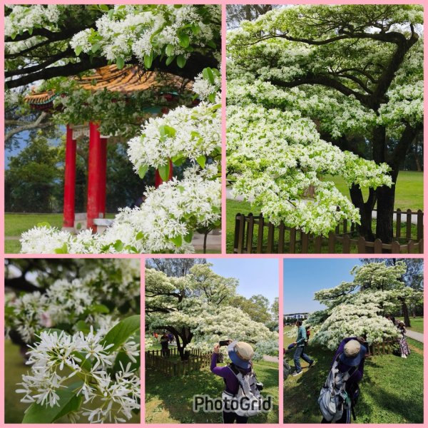 樟之細路-尋寶💎任務1-53019784