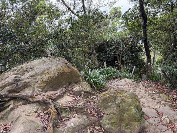 [微笑山線_第四段] 2026_0321 天上山系_三粒半3021064