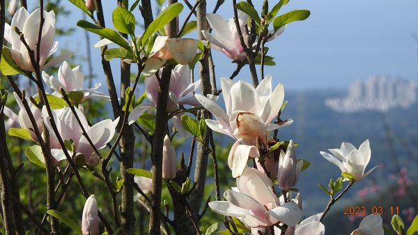 雲山水花鳥蝶 - 天龍國阿伯的日常 3/112063765