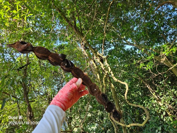 20260119飛沙縱走東段加碼9連峰大O走2988917