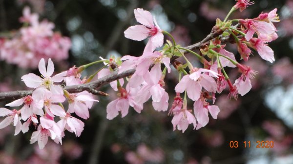 沒有意外，再度槓龜 !876580