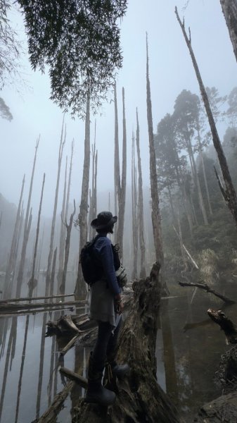 留龍頭-嶺頭山-金柑樹山-忘憂森林（2025必去）2720361