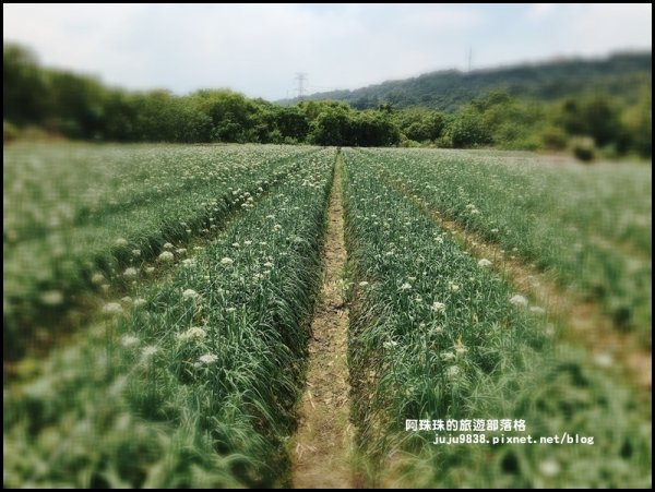 大溪左岸自行車道｜中新里韭菜花海超浪漫｜1101553