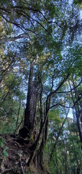 谷關七雄老大-八仙山谷關七雄主峰步道2361232