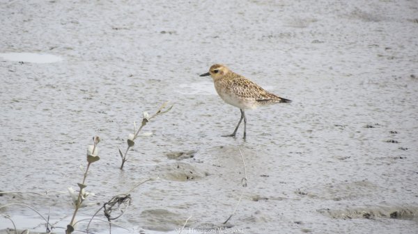 《彰化》海空夕照｜王功燈塔及芳苑海空步道健行賞冬候鳥202601102980284