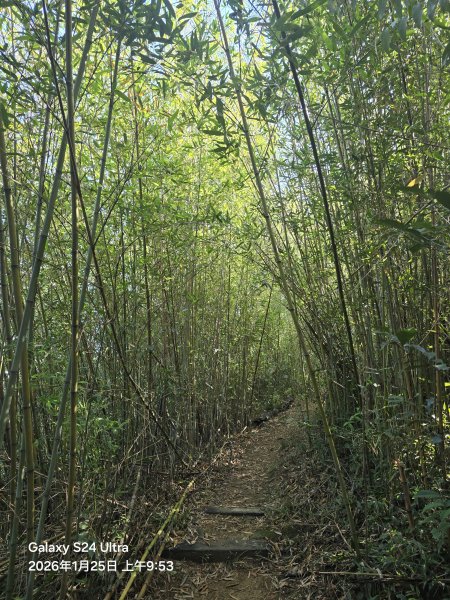 2026-01-25微笑山線：【天上山系】望月亭桐花段2988215