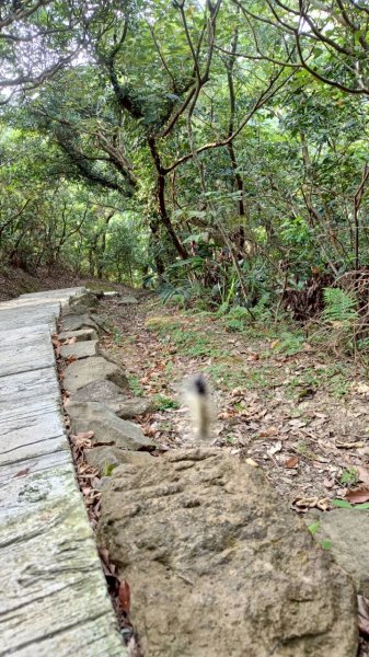 20250629_南子吝-劍龍稜-鋸齒稜-無耳茶壺山-山頂豆花2825702