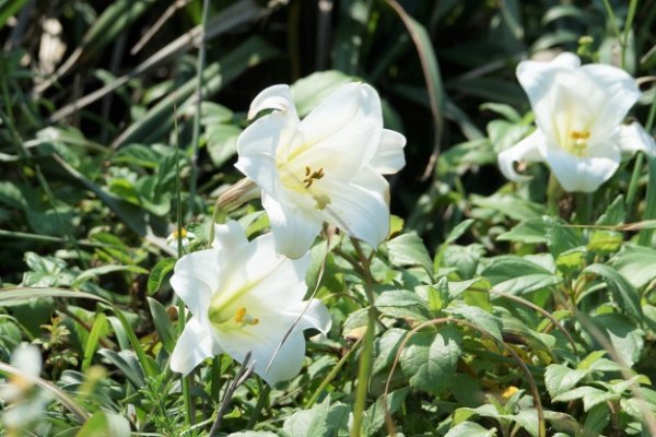 【賞花】雪白花瓣與湛藍海岸交織而成的視覺饗宴-北觀處邀請您暢遊百合花海岸