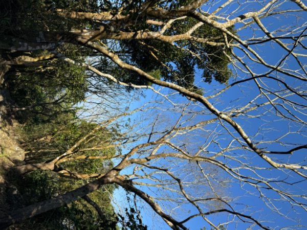 台南市白河區、嘉義縣大埔鄉交界，小百岳63號大棟山ㄧ等三角點2428589