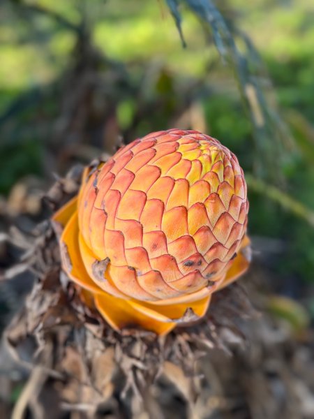 20250216瑞峰瑞里健行2730524