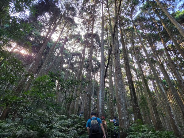 【中級山】麥巴來山，夢幻杉木林3089249