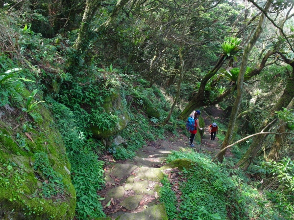 二子坪 面天山 向天山步道 大屯山西峰39849