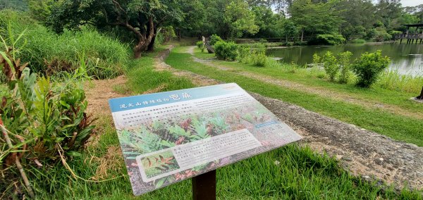 2023-06-23萬人山、六十石山步道群、羅山村竹林步道2193618