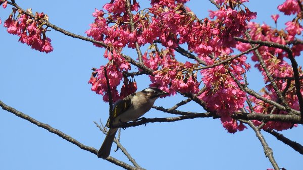 追花是簡單的快樂，賞花是恬淡的幸褔 2/112710542