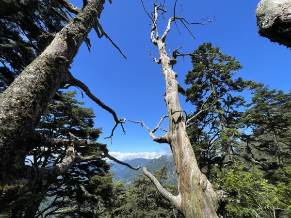 玉山主北 2025 06/07 兩天一夜2866143