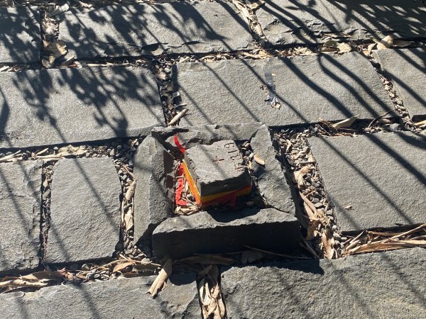 【四獸山 Short】虎豹象先行！獅山封閉中，等新步道開箱再相見2888816