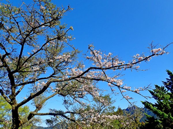 阿里山賞櫻順走得恩亞納O形2019322550322