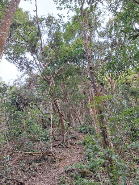 樟之細路RSA45(協雲宮至沖庫山來回)+和興山202501312702853