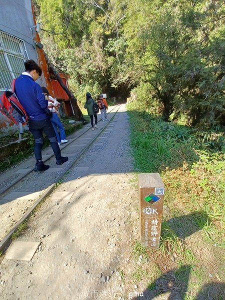 【嘉義阿里山鄉】遠離塵世走入山林芬多精。 特富野古道~自忠至特富野 (往返)2484544