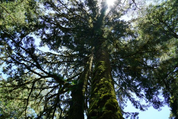 南橫三星 | 前緣再續。關山風月登庫哈諾辛、塔關山順訪中之關。1780119