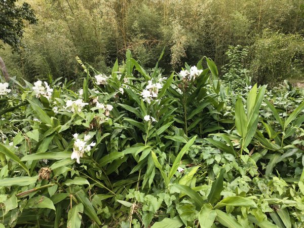 [漫遊縱谷 愛在花東-04/10] 2025_1011 羅山村竹林步道2913255