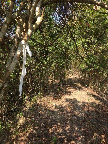 20220305高雄望頭山1633598