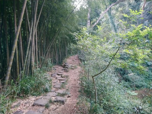 溪頭 南鳳凰山 天文台 神木O型 869816