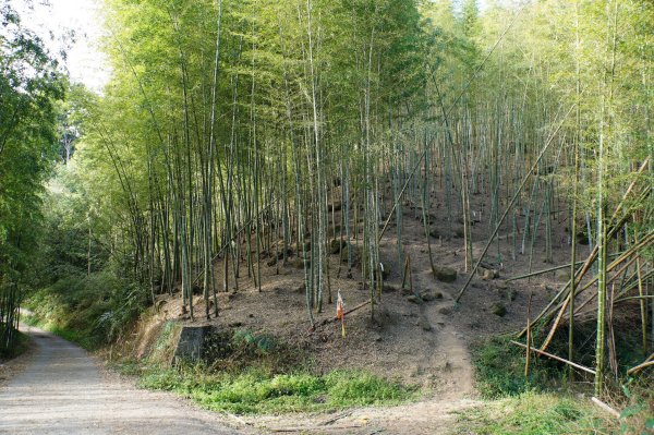 南投 鹿谷 龍鳳山、龍鳳峽山、三叉崙山、水桶寮山、內樹皮山、羊頭崙山、志騰山、竹崙山、溪頭山2962253