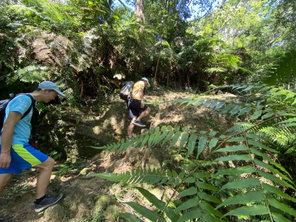 《五指山古道 × 石盤瀑布 × 友蚋山南峰 × 柯子林天然泳池｜尋訪山林古道與靜謐日式庭園》2922996