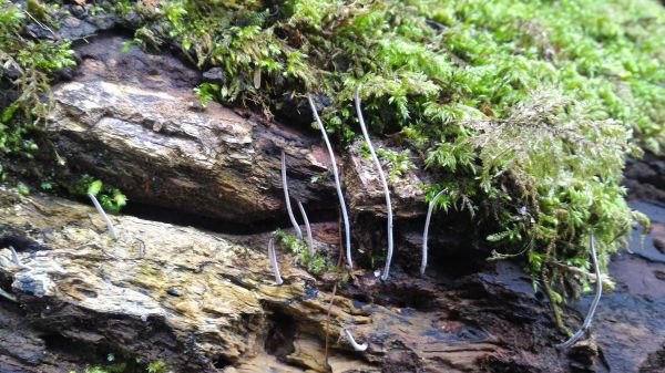 鳶嘴山、稍來山縱走107182