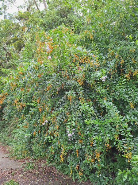 望龍埤三山O型202509272901715