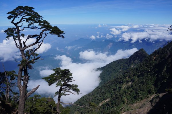 無與倫比的臺灣鐵杉與雲海～北大武山1125131