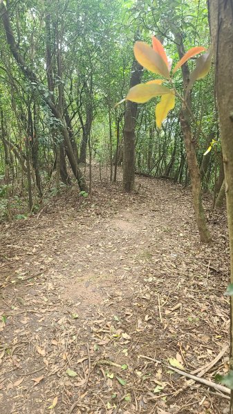 2025-01232淡蘭古道北二段(燦光寮古道到澳底)2696670