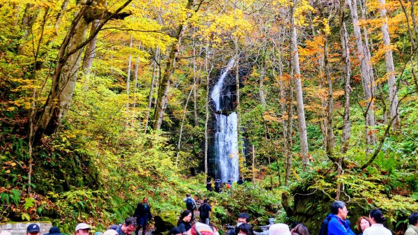 青森縣奧入瀨溪2929972