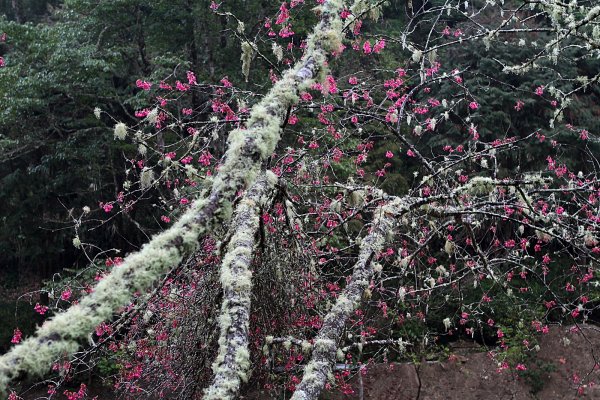 杉林溪賞花872584