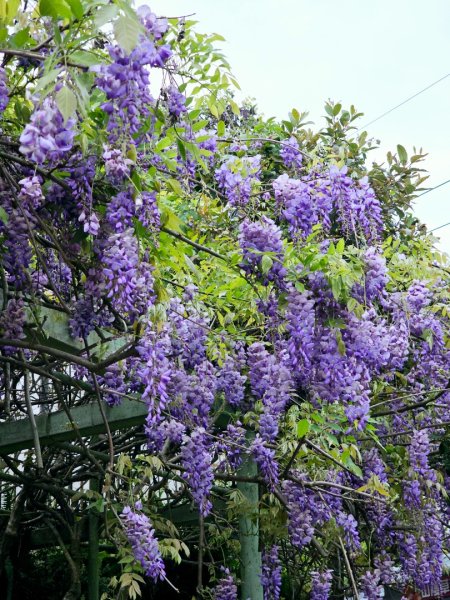 2025年臺北大縱走第四段：風櫃口至中華科大2755992