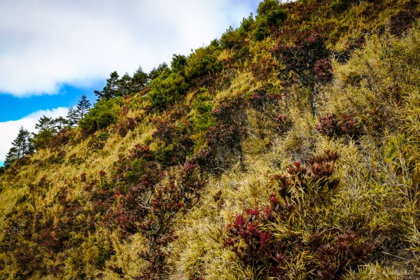 [冬訪大霸聖山岳參行]-榮耀桂冠B'bu' Papak聖稜精選輯2974833