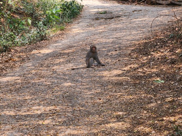 小百岳No.77⛰壽山3025170